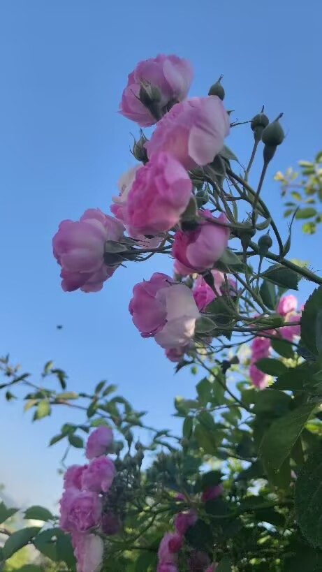 1DF4780F496396D83414BC71E3DBDBA5.jpg