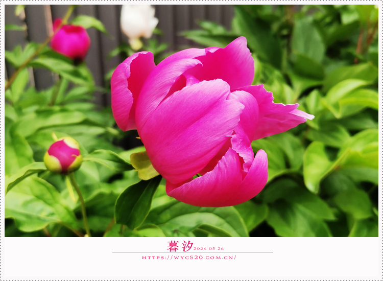 2028-2.jpg