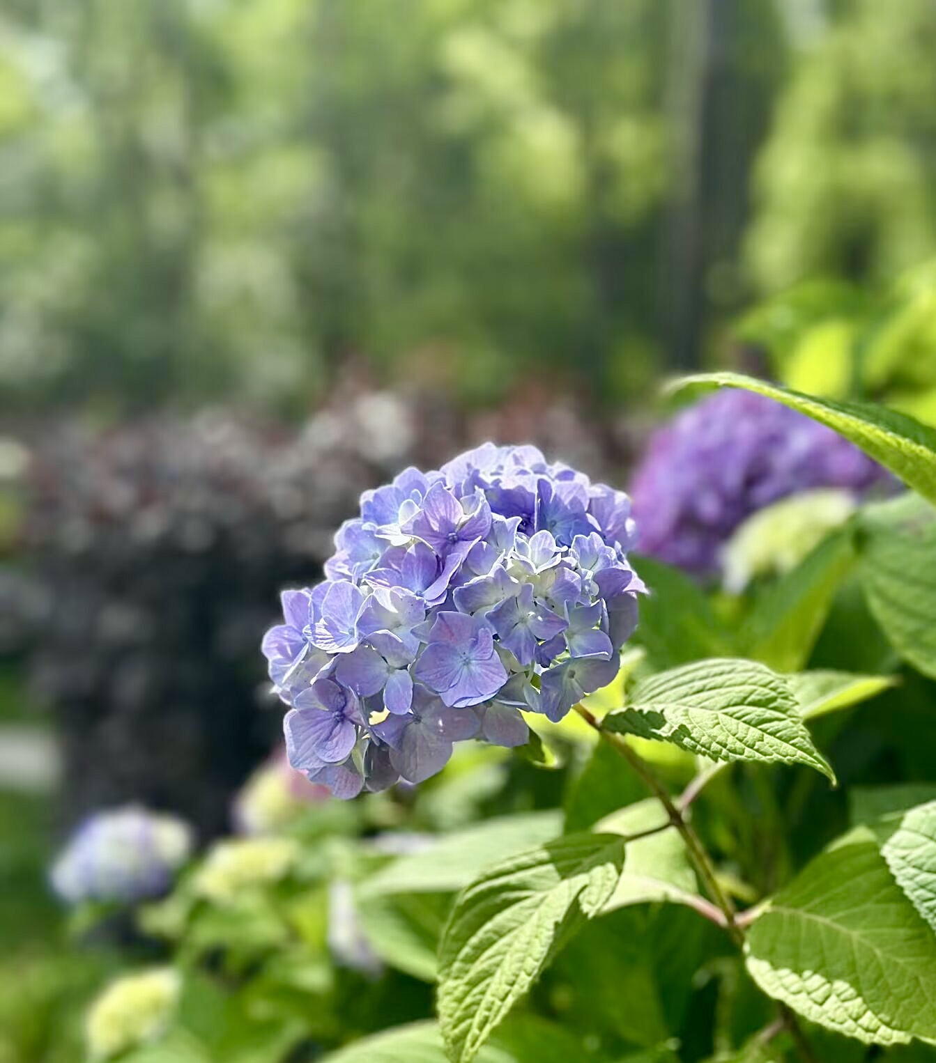 IMG_1595.jpeg