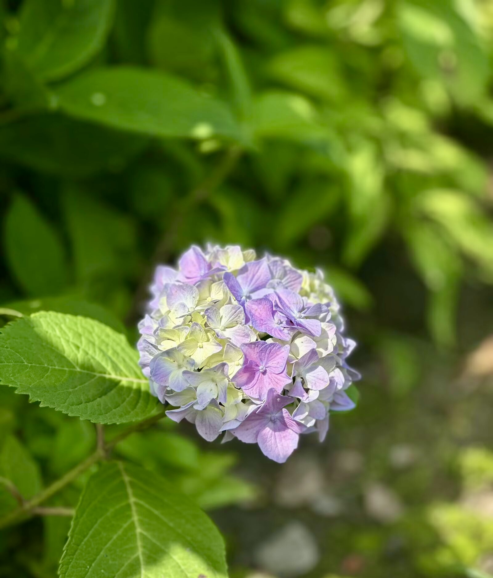 IMG_1597.jpeg