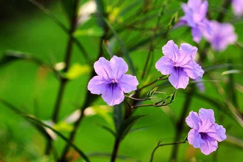 image_1779947100835.jpg