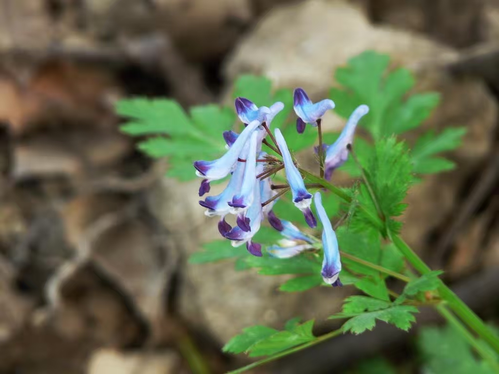 image_1779946329432.jpg