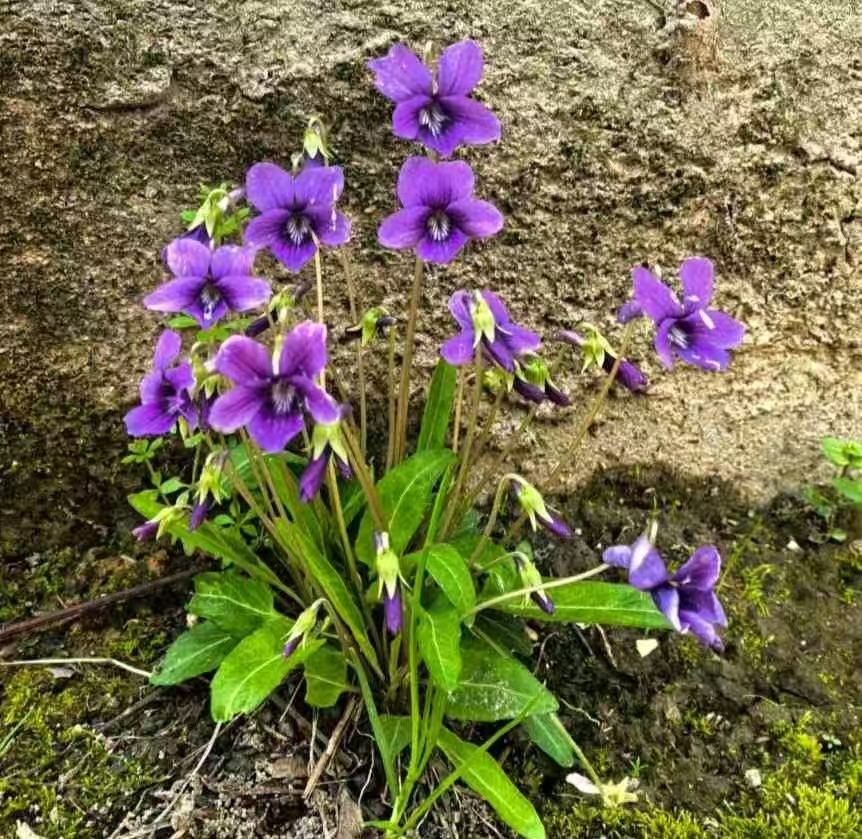 image_1779946495972.jpg