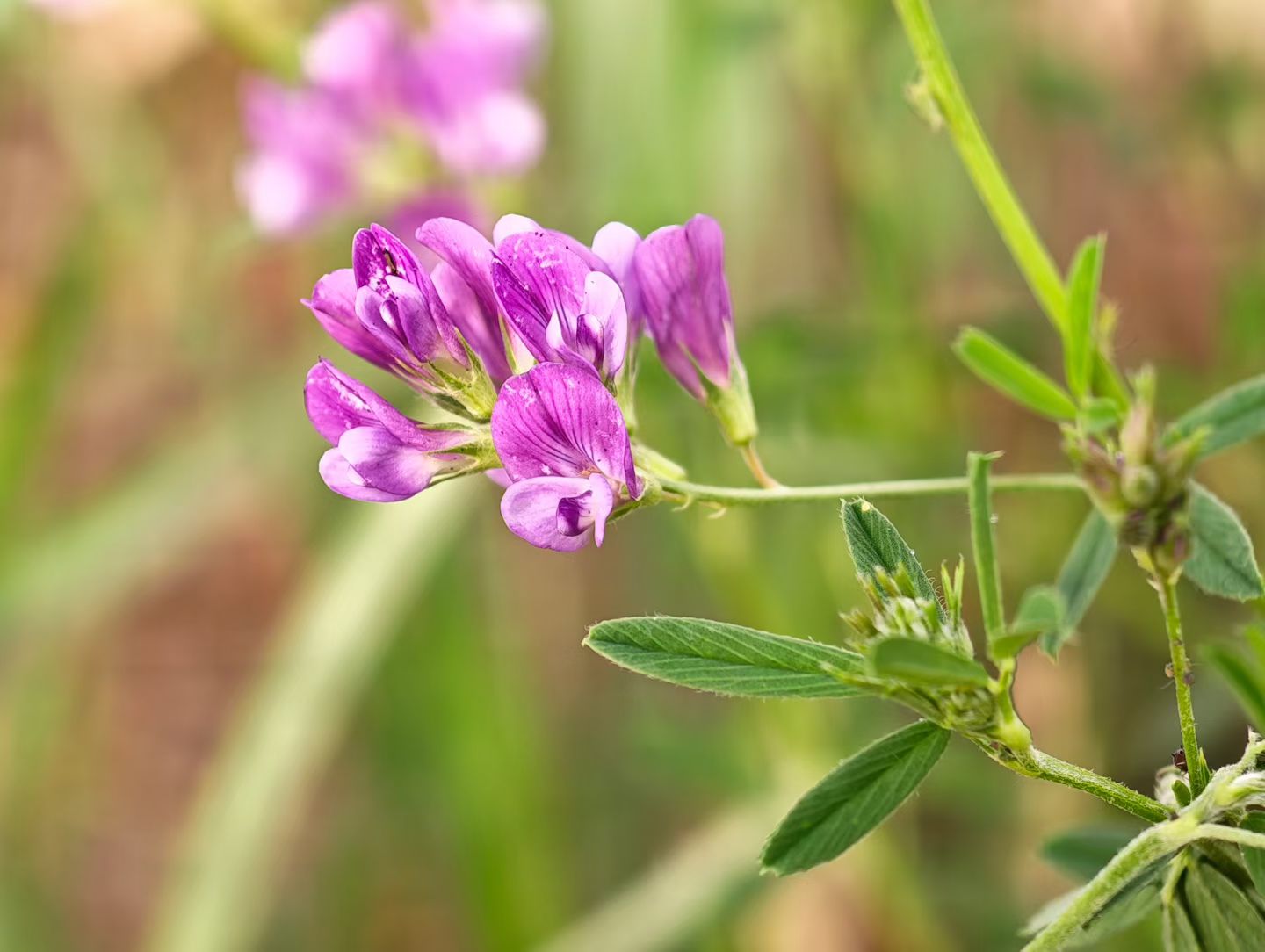 image_1780041501169.jpg