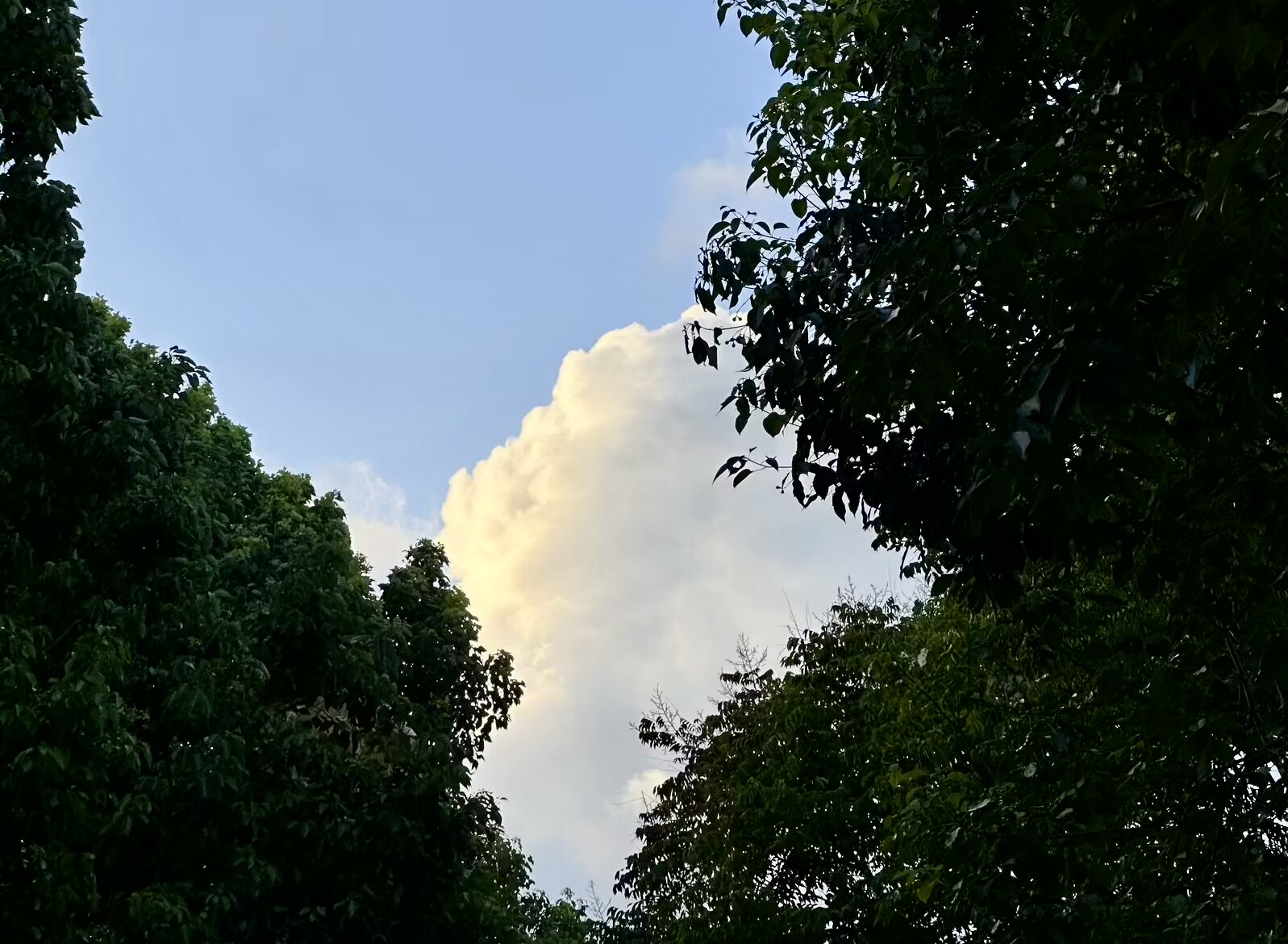 IMG_1737.jpeg