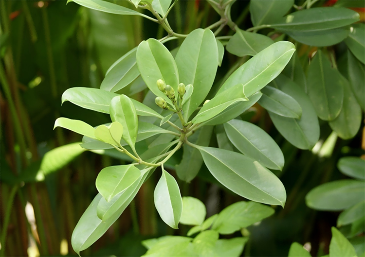 15_27750(1).png