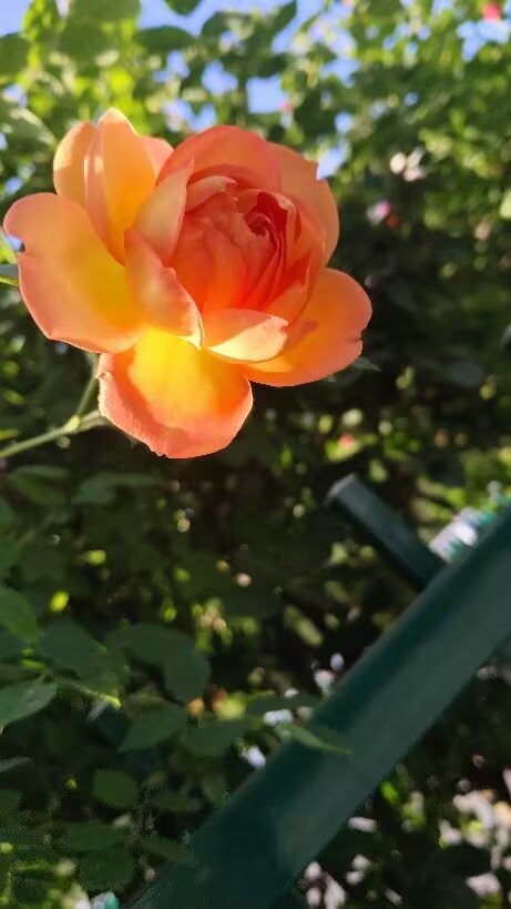 48E914470D1DCA0DBEFCB6FFA90DB3E7.jpg