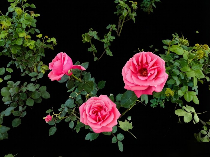 df00d7ef37c17c4b6056a0200fa90de7.jpg
