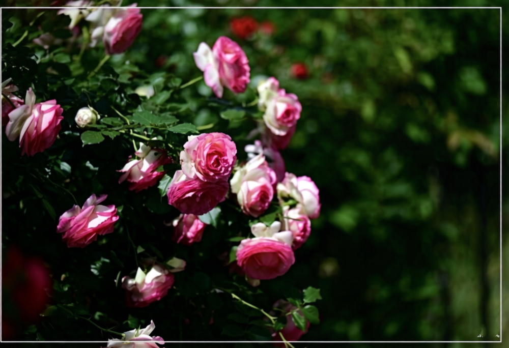 IMG_1415.jpeg
