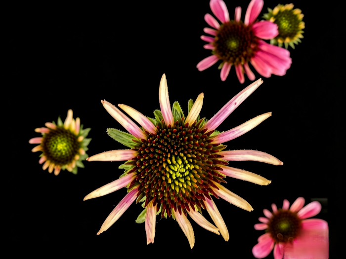 a2c4376a0be9377d8eb85fcbffd3cae2.png
