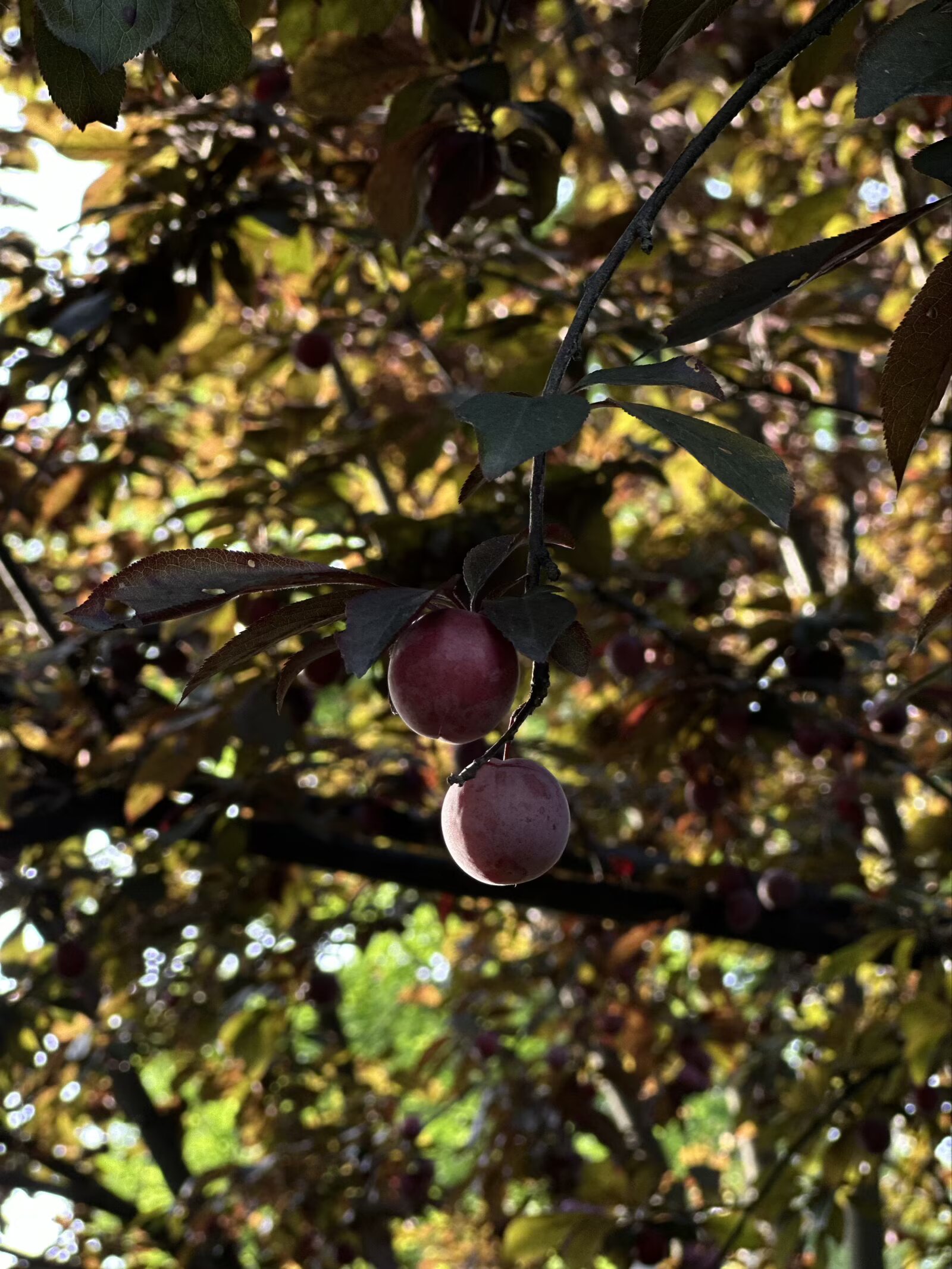 IMG_1941.jpeg