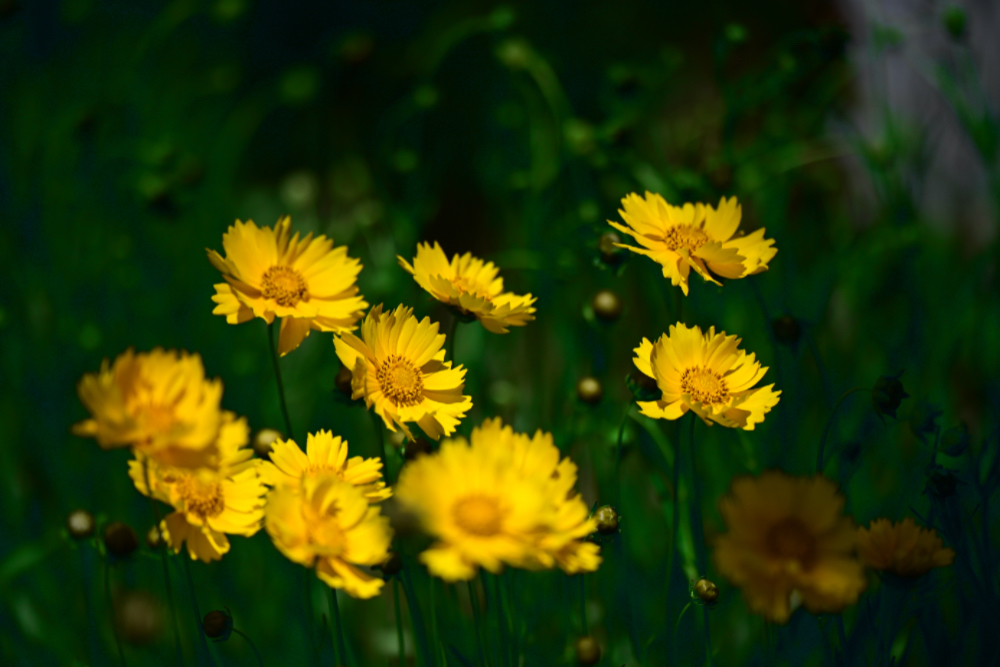 IMG_1870.jpeg