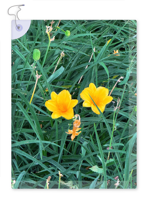 IMG_8058.jpeg