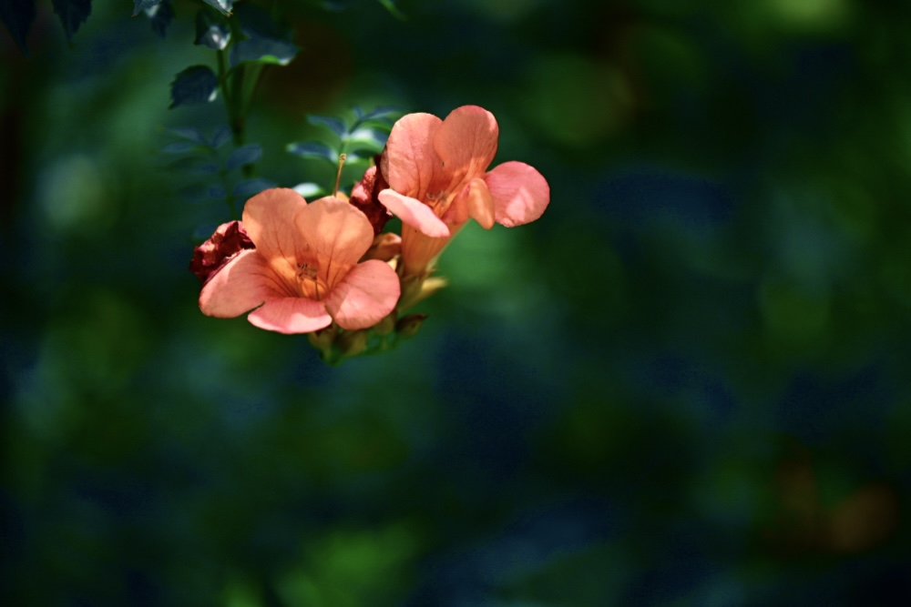 IMG_1880.jpeg