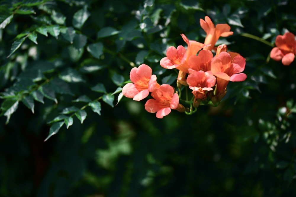 IMG_1879.jpeg