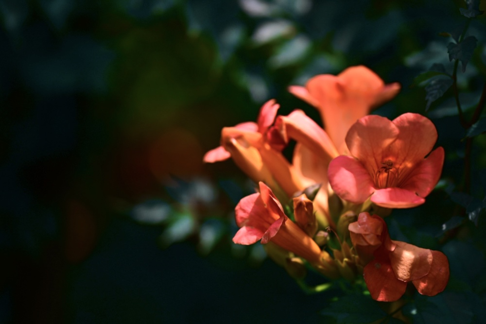 IMG_1884.jpeg