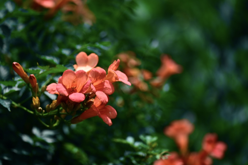 IMG_1883.jpeg