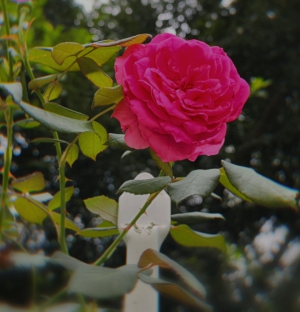 1782004406614.jpg