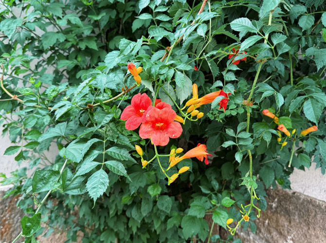 IMG_8415.jpeg